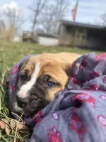 Meadow, a female Labrador Retriever for sale in Crossville, TN – Photo 9 of 9