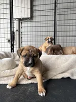 Millie, a female Labrador Retriever for sale in Crossville, TN – Photo 6 of 8