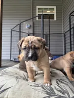 Millie, a female Labrador Retriever for sale in Crossville, TN – Photo 3 of 8