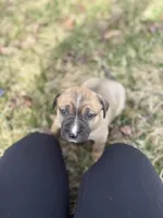 Millie, a female Labrador Retriever for sale in Crossville, TN – Photo 4 of 8