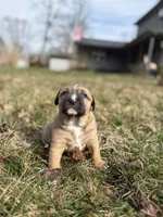 Millie, a female Labrador Retriever for sale in Crossville, TN – Photo 7 of 8