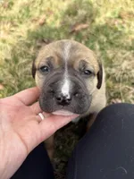 Millie, a female Labrador Retriever for sale in Crossville, TN – Photo 8 of 8