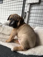 Millie, a female Labrador Retriever for sale in Crossville, TN – Photo 5 of 8