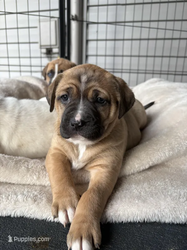 Millie – Labrador Retriever puppy for sale in Crossville, TN