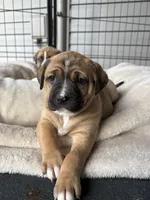 Millie, a female Labrador Retriever for sale in Crossville, TN – Photo 1 of 8