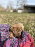 Sandy, a female Labrador Retriever for sale in Crossville, TN – Photo 3 of 9