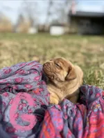 Sandy, a female Labrador Retriever for sale in Crossville, TN – Photo 1 of 9