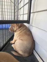 Sandy, a female Labrador Retriever for sale in Crossville, TN – Photo 7 of 9