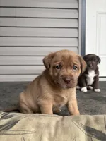 Sandy, a female Labrador Retriever for sale in Crossville, TN – Photo 4 of 9