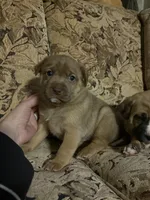 Sandy, a female Labrador Retriever for sale in Crossville, TN – Photo 8 of 9