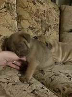 Sandy, a female Labrador Retriever for sale in Crossville, TN – Photo 9 of 9
