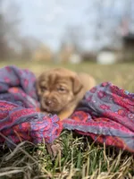 Sandy, a female Labrador Retriever for sale in Crossville, TN – Photo 2 of 9