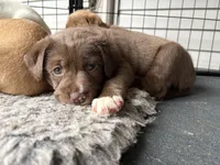 Hank, a male Labrador Retriever for sale in Crossville, TN – Photo 1 of 9