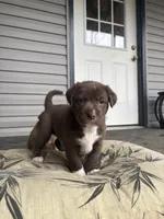 Hank, a male Labrador Retriever for sale in Crossville, TN – Photo 6 of 9