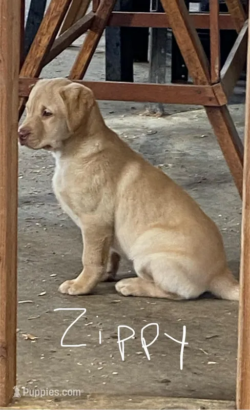 Zippy , a female Labrador Retriever for sale in Paulding, OH – Photo 1 of 1