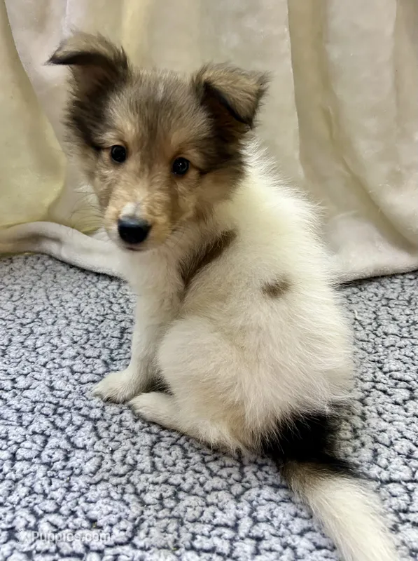 Dakota – Shetland Sheepdog puppy for sale in Lufkin, TX