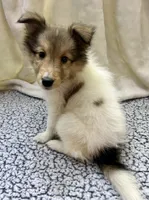 Dakota, a female Shetland Sheepdog for sale in Lufkin, TX – 1 of 1