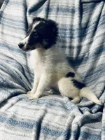 Salem, a female Shetland Sheepdog for sale in Lufkin, TX – 3 of 5
