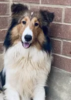 Denver, a male Shetland Sheepdog for sale in Lufkin, TX – 4 of 4
