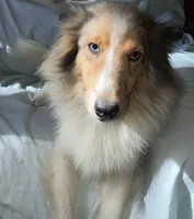 Salem, a female Shetland Sheepdog for sale in Lufkin, TX – 4 of 5
