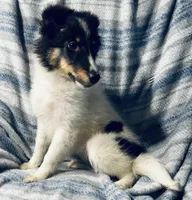 Salem, a female Shetland Sheepdog for sale in Lufkin, TX – 2 of 5