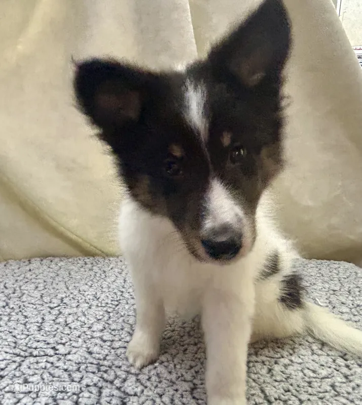 Salem – Shetland Sheepdog puppy for sale in Lufkin, TX