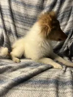 Dakota, a female Shetland Sheepdog for sale in Lufkin, TX – 3 of 6