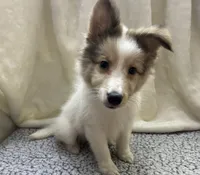 Denver, a male Shetland Sheepdog for sale in Lufkin, TX – 1 of 1