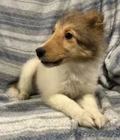 Dakota, a female Shetland Sheepdog for sale in Lufkin, TX – 2 of 6