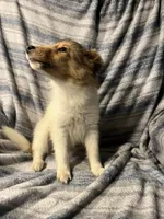 Dakota, a female Shetland Sheepdog for sale in Lufkin, TX – 4 of 6