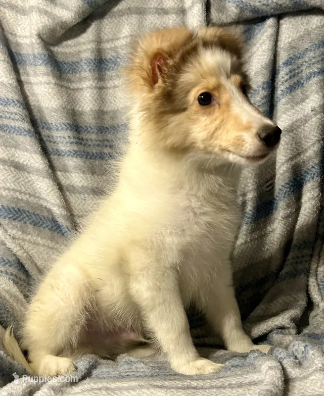 Denver – Shetland Sheepdog puppy for sale in Lufkin, TX