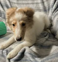 Denver, a male Shetland Sheepdog for sale in Lufkin, TX – 2 of 4
