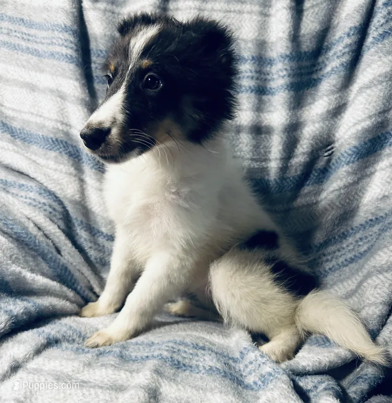 Salem – Shetland Sheepdog puppy for sale in Lufkin, TX