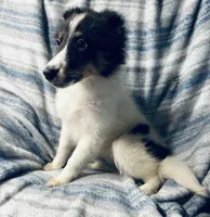 Salem, a female Shetland Sheepdog for sale in Lufkin, TX – 1 of 5