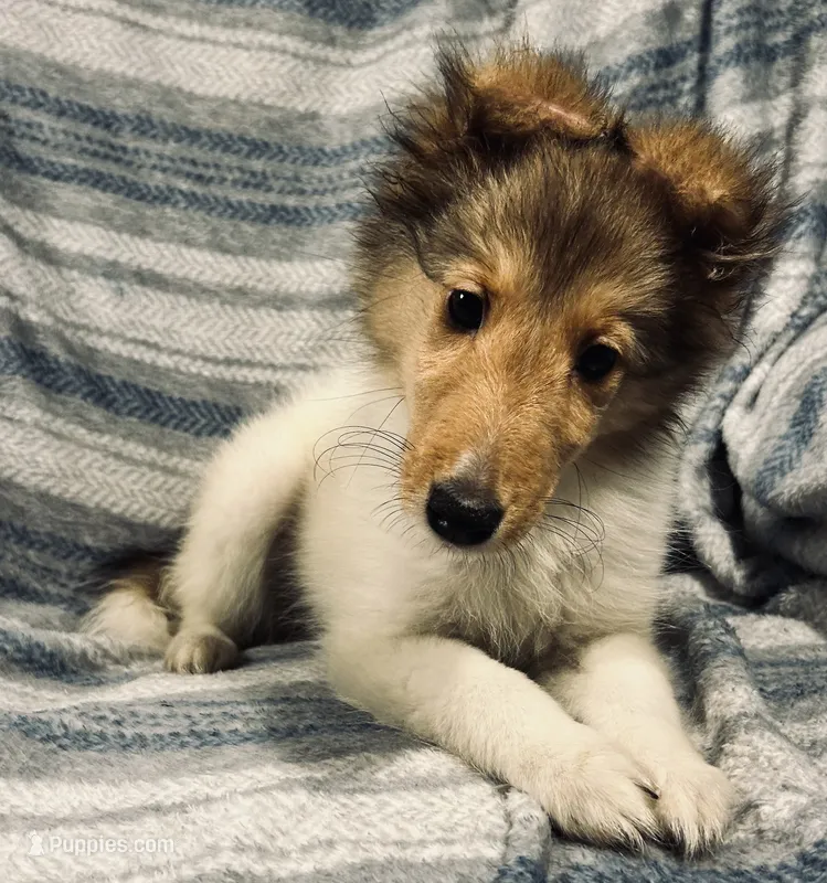 Dakota – Shetland Sheepdog puppy for sale in Lufkin, TX