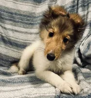Dakota, a female Shetland Sheepdog for sale in Lufkin, TX – 1 of 6