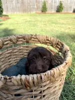 Teddy, a male Doxiepoo for sale in Thomasville, GA – 5 of 6