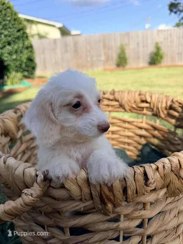 Winston  – Doxiepoo puppy for sale in Thomasville, GA