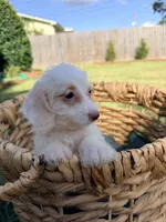 Winston , a male Doxiepoo for sale in Thomasville, GA – 1 of 5
