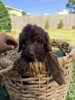 Charlie, a male Doxiepoo for sale in Thomasville, GA – 3 of 5