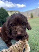 Teddy, a male Doxiepoo for sale in Thomasville, GA – 2 of 6