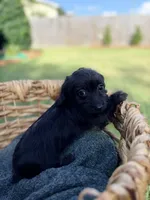 Bella , a female Doxiepoo for sale in Thomasville, GA – 3 of 5