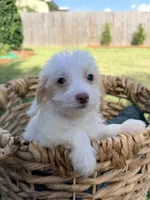 Daisy , a female Doxiepoo for sale in Thomasville, GA – 3 of 7