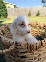 Winston , a male Doxiepoo for sale in Thomasville, GA – 4 of 5