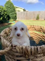 Winston , a male Doxiepoo for sale in Thomasville, GA – 5 of 5
