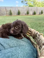 Teddy, a male Doxiepoo for sale in Thomasville, GA – 4 of 6
