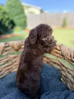 Charlie, a male Doxiepoo for sale in Thomasville, GA – 4 of 5
