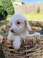 Daisy , a female Doxiepoo for sale in Thomasville, GA – 4 of 7