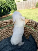 Daisy , a female Doxiepoo for sale in Thomasville, GA – 5 of 7