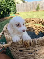 Winston , a male Doxiepoo for sale in Thomasville, GA – 2 of 5